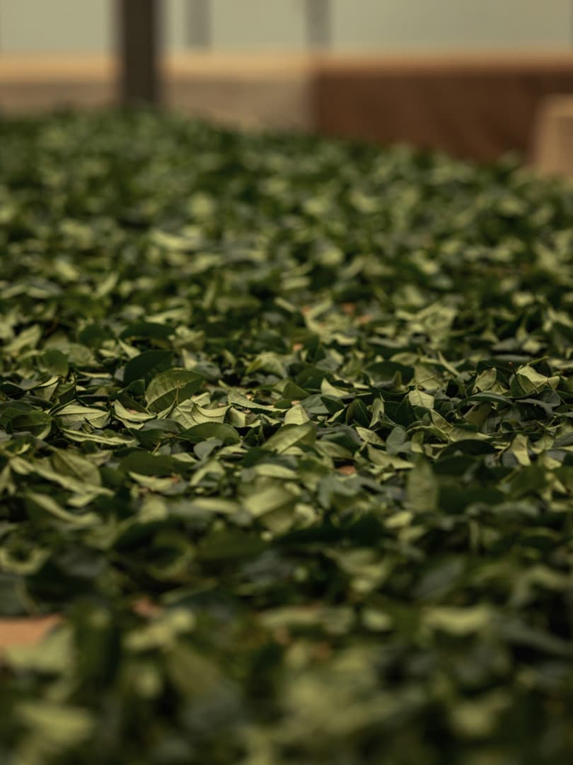 agobay NS 014 tea mthalimun 2L0A9728 agobay NS 014 tea mthalimun 2L0A9728