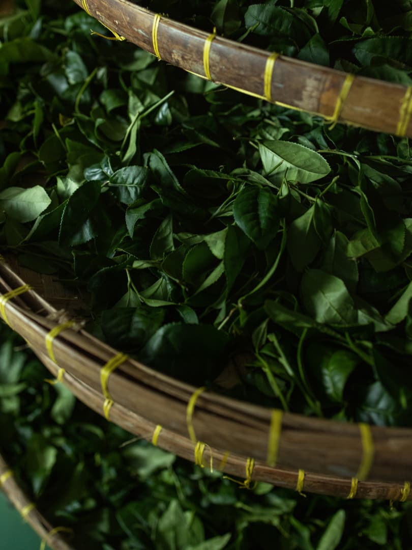 agobay NS 014 tea mthalimun 2L0A9865 agobay NS 014 tea mthalimun 2L0A9865