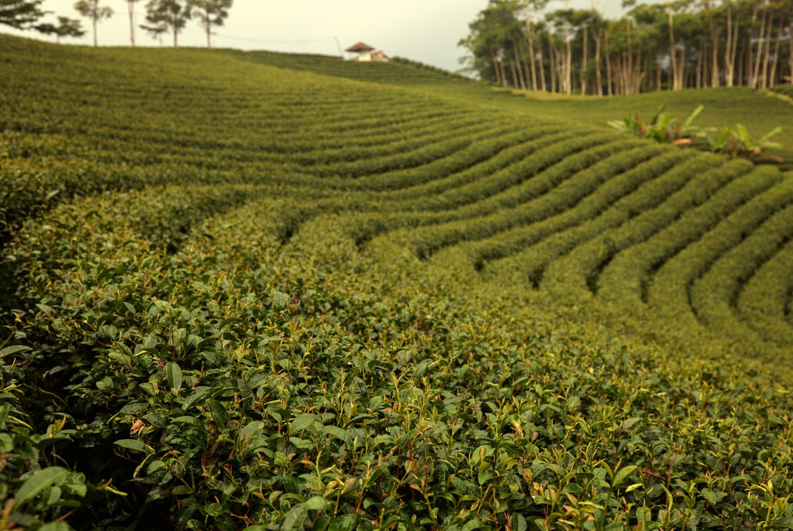 agobay NS 014 tea mthalimun 2L0A0099 agobay NS 014 tea mthalimun 2L0A0099