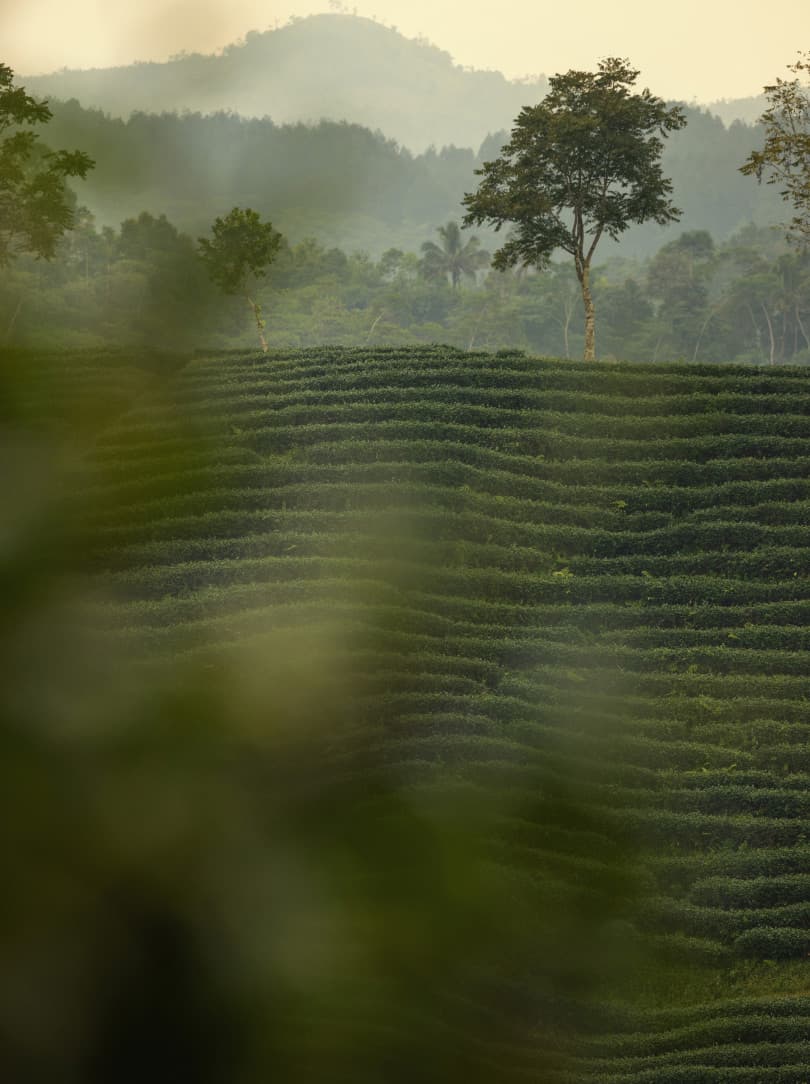 agobay NS 014 tea mthalimun 2L0A0208 agobay NS 014 tea mthalimun 2L0A0208