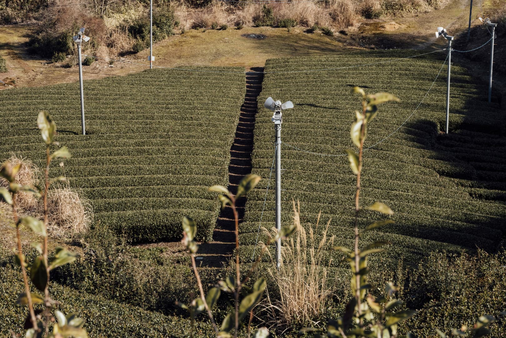 agobay MT 0026 kyoto-tea-12 agobay MT 0026 kyoto-tea-12