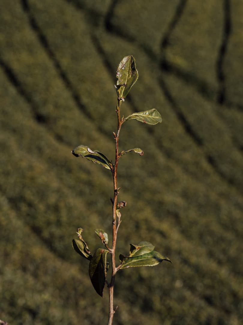 agobay MT 0026 kyoto-tea-13 agobay MT 0026 kyoto-tea-13
