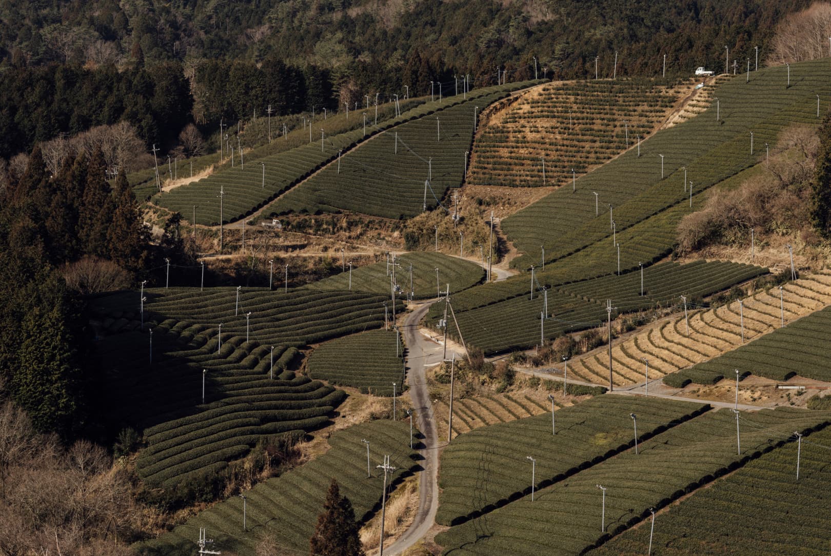 agobay MT 0026 kyoto-tea-22 agobay MT 0026 kyoto-tea-22