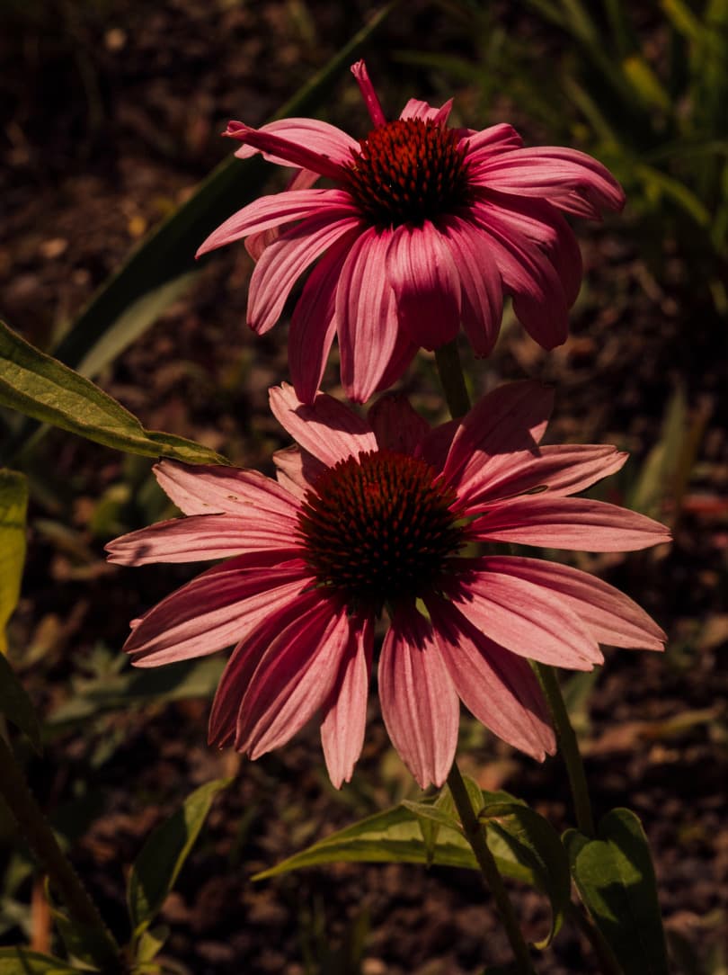 agobay-MT-033-slowness-77 agobay-MT-033-slowness-77