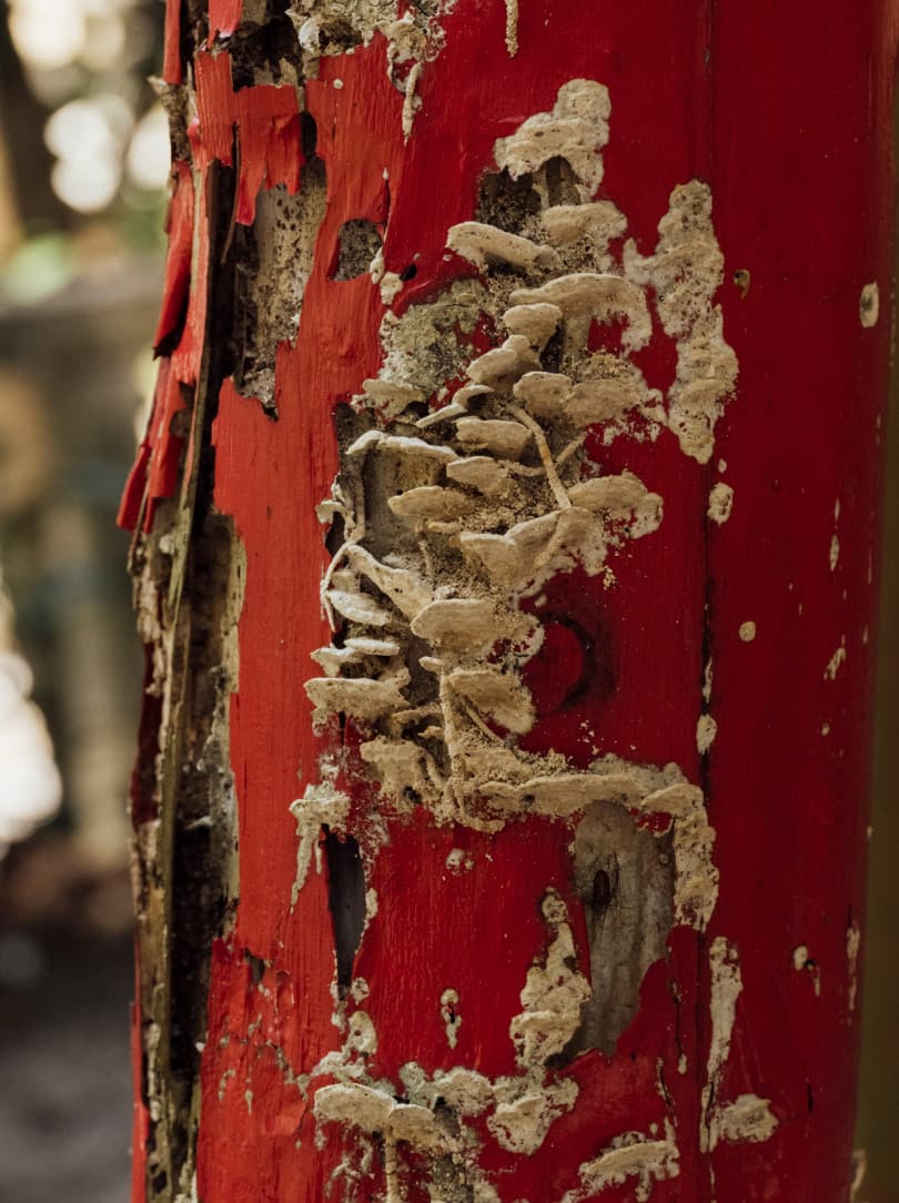 agobay MT 0026 kyoto-tea-57 agobay MT 0026 kyoto-tea-57